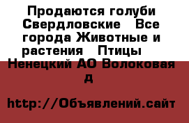 Продаются голуби Свердловские - Все города Животные и растения » Птицы   . Ненецкий АО,Волоковая д.